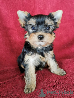 Zdjęcie №2 do zapowiedźy № 68941 na sprzedaż  yorkshire terrier - wkupić się Serbia prywatne ogłoszenie