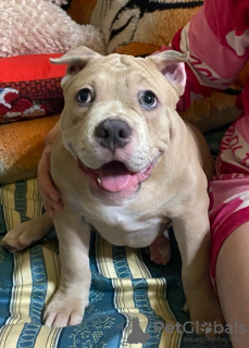 Dodatkowe zdjęcia: Amerykańskie szczenięta bully