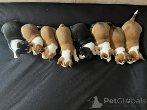 Zdjęcie №2 do zapowiedźy № 162764 na sprzedaż  basenji - wkupić się Serbia 