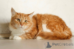 Zdjęcie №2 do zapowiedźy № 165152 na sprzedaż   - wkupić się Federacja Rosyjska prywatne ogłoszenie