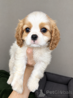 Zdjęcie №1. cocker spaniel amerykański, cocker spaniel angielski, springer spaniel angielski, springer spaniel walijski, irlandzki spaniel dowodny, hiszpański pies dowodny, mastif hiszpański, cavalier king charles spaniel, cavalier king charles spaniel, clumber spaniel, russian spaniel, spaniel tybetański - na sprzedaż w Tallinn | 4784zł | Zapowiedź №177703