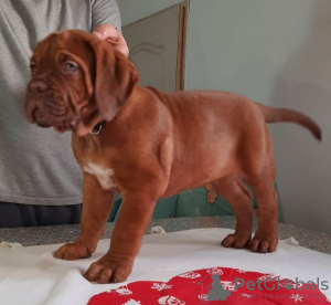 Dodatkowe zdjęcia: Dogue de Bordeaux