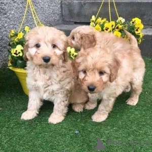 Zdjęcie №2 do zapowiedźy № 136918 na sprzedaż  pies nierasowy - wkupić się Szwajcaria hodowca