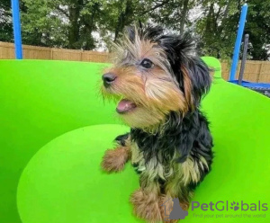 Zdjęcie №1. yorkshire terrier - na sprzedaż w Bridlington | negocjowane | Zapowiedź №121638