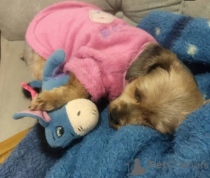 Zdjęcie №2 do zapowiedźy № 135304 na sprzedaż   - wkupić się Hiszpania hodowca