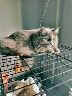 Zdjęcie №4. Sprzedam  w Samara. prywatne ogłoszenie - cena - Bezpłatny