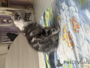 Zdjęcie №4. Sprzedam scottish straight w Mińsk. prywatne ogłoszenie - cena - 299zł