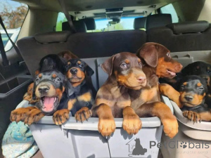 Zdjęcie №1. doberman - na sprzedaż w Aalborg | 2870zł | Zapowiedź №173388