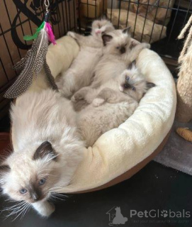 Zdjęcie №3. Piękne kocięta Ragdoll. Wielka Brytania
