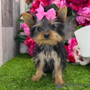 Zdjęcie №1. yorkshire terrier - na sprzedaż w Nowy Jork | negocjowane | Zapowiedź №167063