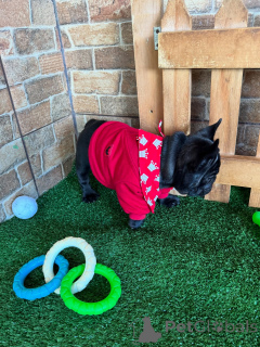 Zdjęcie №3. Twój nowy najlepszy przyjaciel przybył, powiedz Bonjour do naszych francuskich!. Niemcy