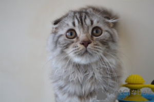 Zdjęcie №4. Sprzedam scottish fold w Warszawa. od żłobka - cena - 1570zł