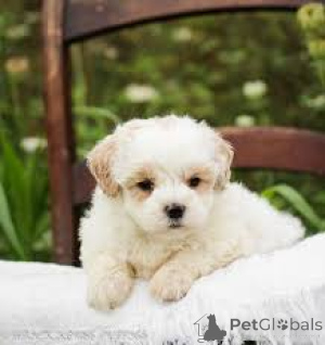 Zdjęcie №2 do zapowiedźy № 165283 na sprzedaż  maltipu - wkupić się Belgia prywatne ogłoszenie, hodowca