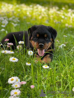 Zdjęcie №2 do zapowiedźy № 20447 na sprzedaż  rottweiler - wkupić się Białoruś od żłobka