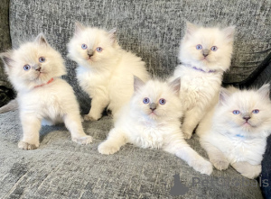 Zdjęcie №1. ragdoll - na sprzedaż w Dragsfjärd | negocjowane | Zapowiedź № 161992