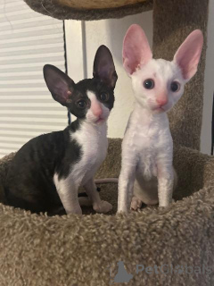 Zdjęcie №1. kot cornish rex - na sprzedaż w Kemnitz | 1674zł | Zapowiedź № 173629