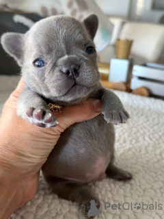 Zdjęcie №1. buldog francuski - na sprzedaż w Berlin | negocjowane | Zapowiedź №163616