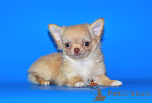 Zdjęcie №3. Bardzo piękny piesek rasy Chihuahua o ekskluzywnym kolorze.. Federacja Rosyjska