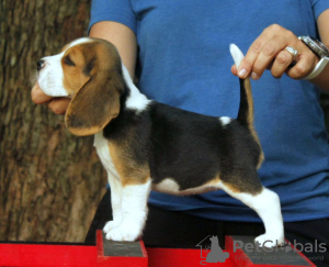 Zdjęcie №3. Fantastyczny miot szczeniąt rasy beagle. Niemcy