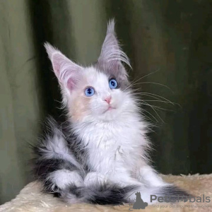 Zdjęcie №3. Maine Coon Kattungar do salu. Szwecja