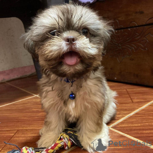 Dodatkowe zdjęcia: Szczeniak Shih Tzu gotowy do adopcji