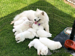 Zdjęcie №1. samojed (rasa psa) - na sprzedaż w Флорида Сити | 5083zł | Zapowiedź №138978