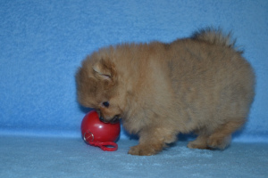 Zdjęcie №3. Szpic pomorski. Białoruś