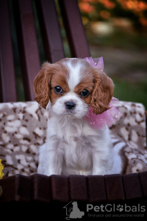 Zdjęcie №1. cavalier king charles spaniel - na sprzedaż w Brest | 4186zł | Zapowiedź №78704