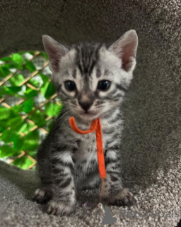 Zdjęcie №1. kot bengalski - na sprzedaż w Nantes | 3588zł | Zapowiedź № 152771