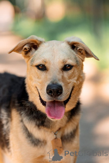 Zdjęcie №1. pies nierasowy - na sprzedaż w Москва | Bezpłatny | Zapowiedź №121881