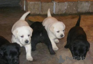 Zdjęcie №1. labrador retriever - na sprzedaż w Berlin | Bezpłatny | Zapowiedź №126397