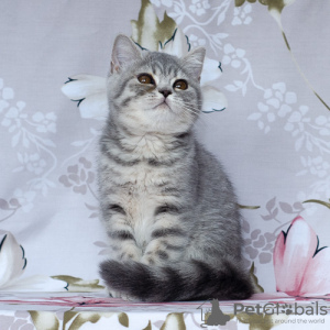 Zdjęcie №1. kot brytyjski krótkowłosy - na sprzedaż w Samara | 773zł | Zapowiedź № 12128