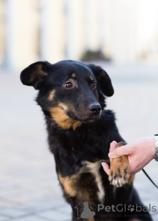 Zdjęcie №4. Sprzedam  w Petersburg. prywatne ogłoszenie - cena - negocjowane