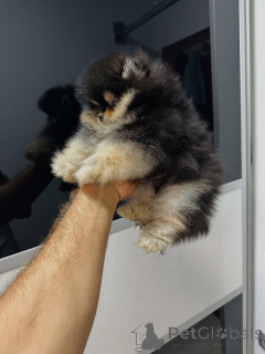 Zdjęcie №3. Rasowe szczenięta pomorskie o zabawnych osobowościach!. Niemcy