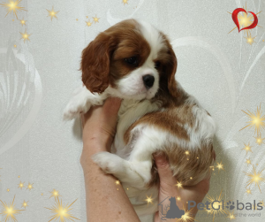 Zdjęcie №2 do zapowiedźy № 69707 na sprzedaż  cavalier king charles spaniel - wkupić się Białoruś hodowca