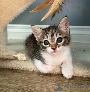 Zdjęcie №3. Sprzedam kocięta azjatyckie Biznes Whatsapp 12295825241. Finlandia