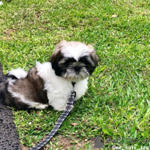 Zdjęcie №1. shih tzu - na sprzedaż w Sofia | negocjowane | Zapowiedź №167395