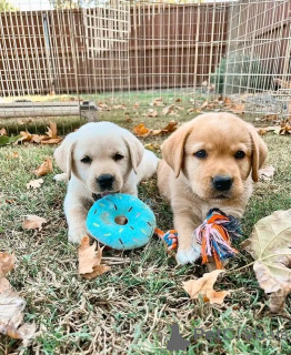 Zdjęcie №1. golden retriever - na sprzedaż w Berlin | 2392zł | Zapowiedź №136352