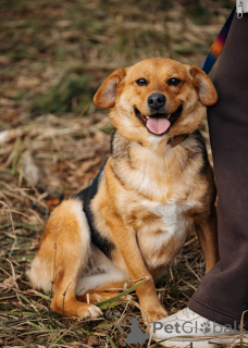 Zdjęcie №1. pies nierasowy - na sprzedaż w Москва | Bezpłatny | Zapowiedź №139188