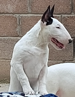 Zdjęcie №4. Sprzedam bulterier w Москва. od żłobka - cena - 4zł