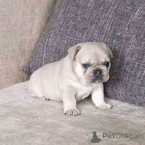 Zdjęcie №1. buldog francuski - na sprzedaż w Rennes | negocjowane | Zapowiedź №165311