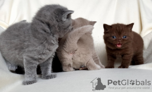 Zdjęcie №3. Amerykański stenb. Algieria