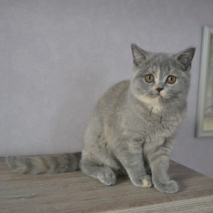Zdjęcie №1. kot brytyjski krótkowłosy - na sprzedaż w Mińsk | 1096zł | Zapowiedź № 4968