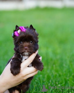 Zdjęcie №2 do zapowiedźy № 132656 na sprzedaż  yorkshire terrier - wkupić się Hiszpania hodowca