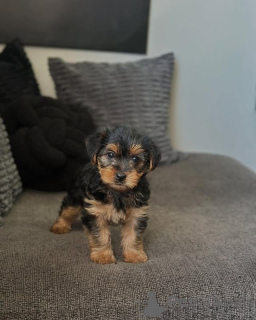 Zdjęcie №4. Sprzedam yorkshire terrier w Wilno. prywatne ogłoszenie, hodowca - cena - 3588zł