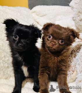 Zdjęcie №2 do zapowiedźy № 133284 na sprzedaż  chihuahua (rasa psów) - wkupić się Niemcy prywatne ogłoszenie