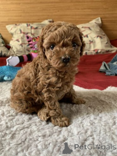 Zdjęcie №2 do zapowiedźy № 166179 na sprzedaż  pudel (zabawka) - wkupić się Niemcy 