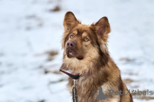 Zdjęcie №2 do zapowiedźy № 133038 na sprzedaż   - wkupić się Federacja Rosyjska prywatne ogłoszenie