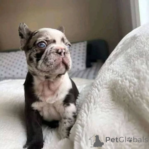 Zdjęcie №2 do zapowiedźy № 163566 na sprzedaż   - wkupić się Kanada 