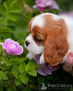 Zdjęcie №4. Sprzedam cavalier king charles spaniel w Гамбург. prywatne ogłoszenie - cena - 1674zł